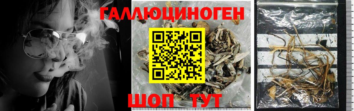 Псилоцибиновые грибы мицелий  Вход с VPN  Сыктывкар 